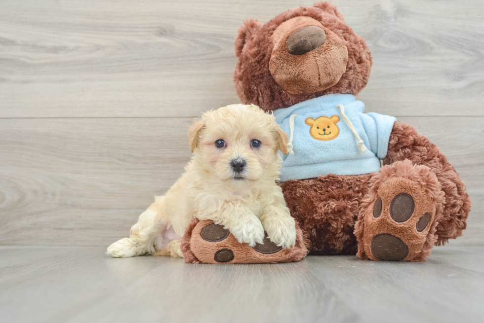 Maltipoo Pup Being Cute