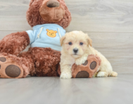 7 week old Maltipoo Puppy For Sale - Premier Pups