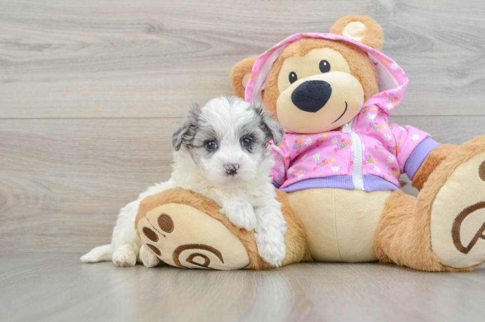 6 week old Maltipoo Puppy For Sale - Premier Pups