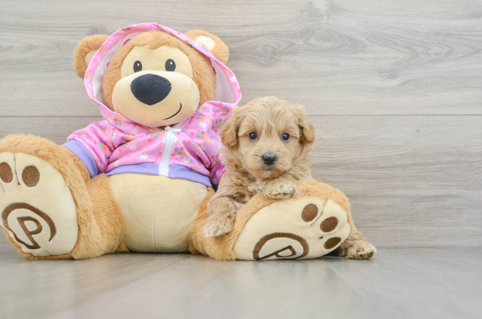 5 week old Maltipoo Puppy For Sale - Premier Pups