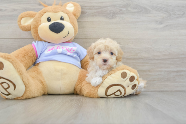 Maltipoo Pup Being Cute