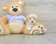 8 week old Maltipoo Puppy For Sale - Premier Pups