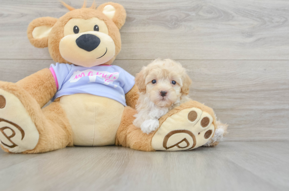 5 week old Maltipoo Puppy For Sale - Premier Pups