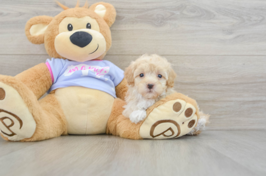 Maltipoo Pup Being Cute