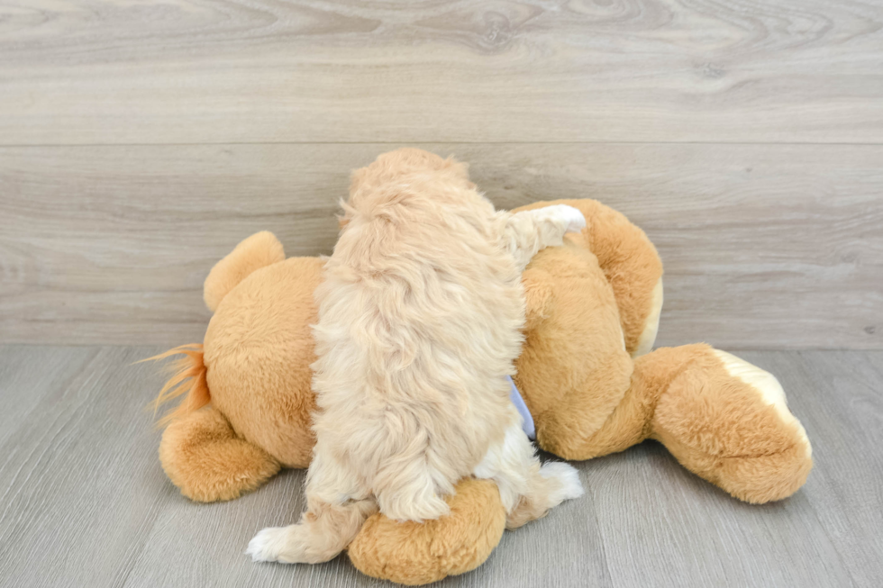 Smart Maltipoo Poodle Mix Pup