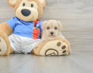 8 week old Maltipoo Puppy For Sale - Premier Pups