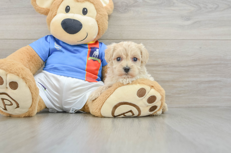 5 week old Maltipoo Puppy For Sale - Premier Pups
