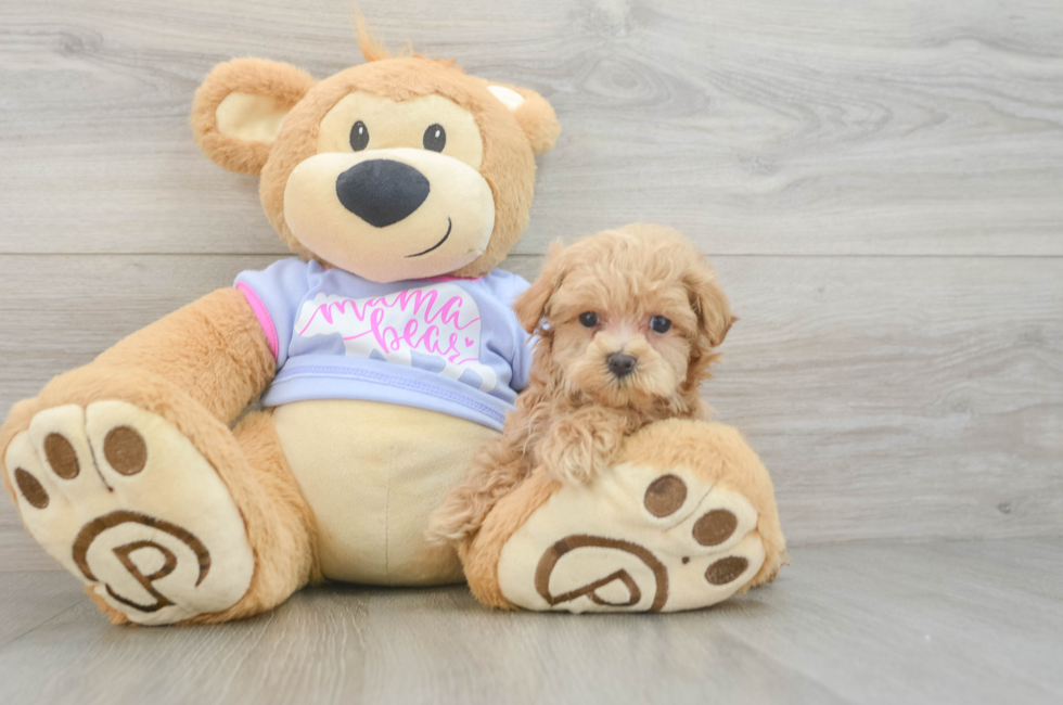 5 week old Maltipoo Puppy For Sale - Premier Pups