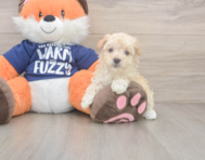 8 week old Maltipoo Puppy For Sale - Premier Pups