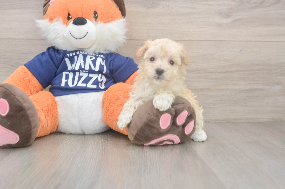 6 week old Maltipoo Puppy For Sale - Premier Pups