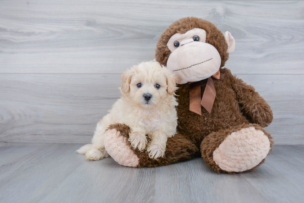 Maltipoo Pup Being Cute