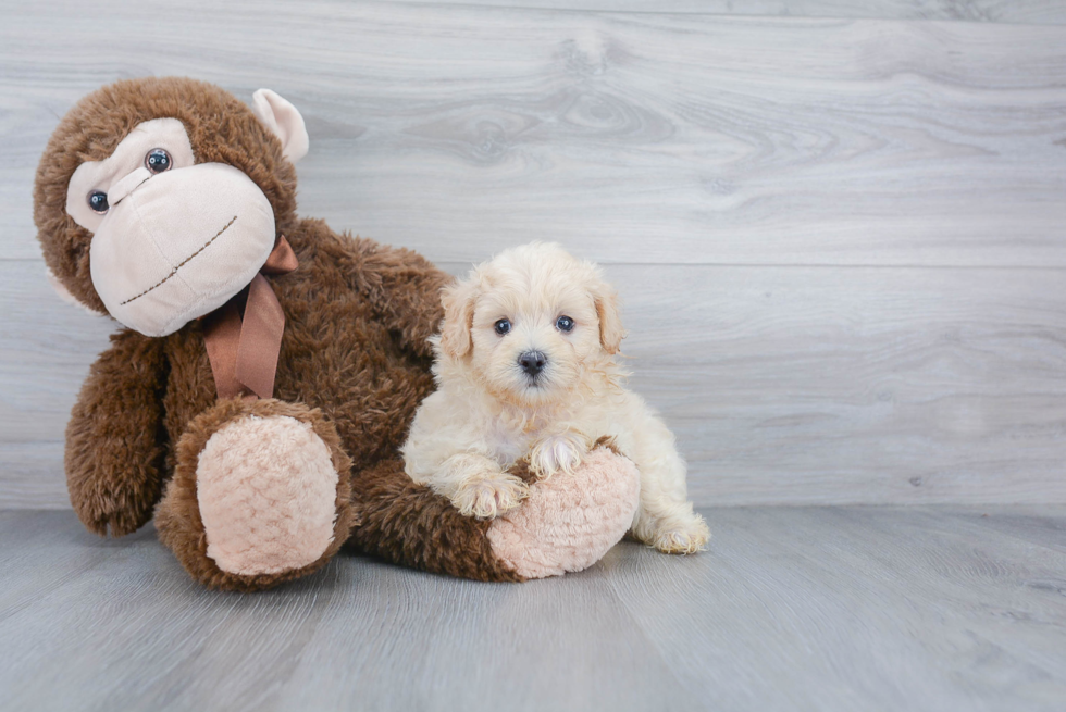 Small Maltipoo Baby