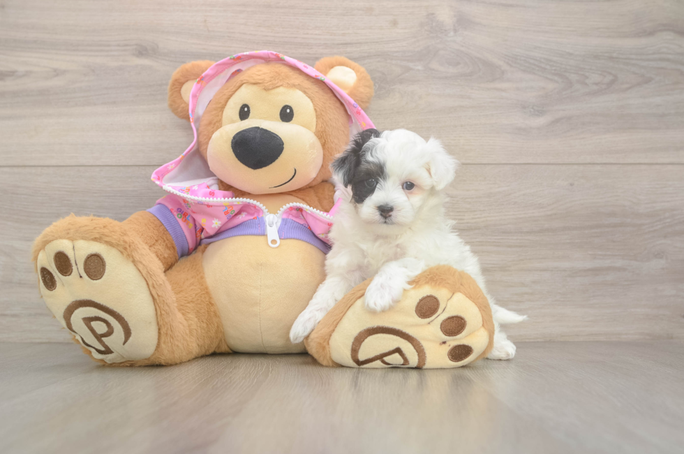 5 week old Maltipoo Puppy For Sale - Premier Pups