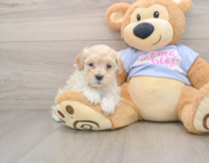 9 week old Maltipoo Puppy For Sale - Premier Pups