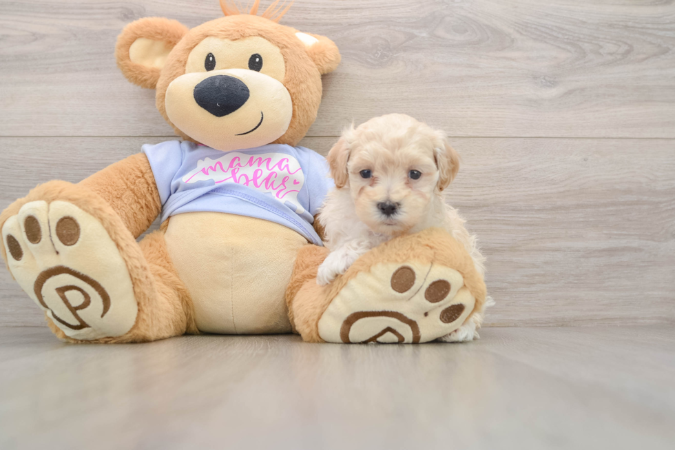 Best Maltipoo Baby
