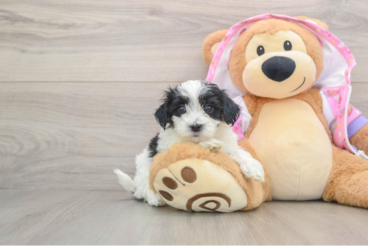Little Maltese Poodle Poodle Mix Puppy