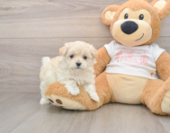 8 week old Maltipoo Puppy For Sale - Premier Pups