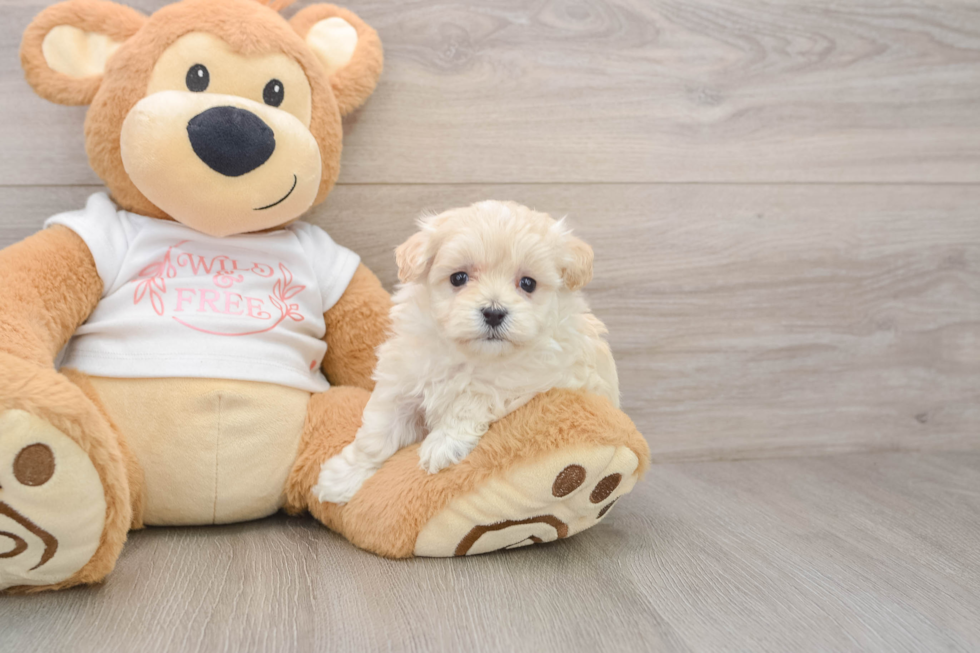 Playful Moodle Poodle Mix Puppy