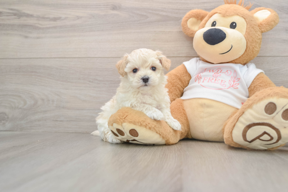 Maltipoo Puppy for Adoption