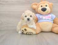 7 week old Maltipoo Puppy For Sale - Premier Pups