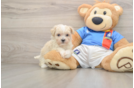 Maltipoo Pup Being Cute