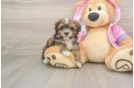 Maltipoo Pup Being Cute