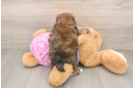 Playful Multipoo Poodle Mix Puppy