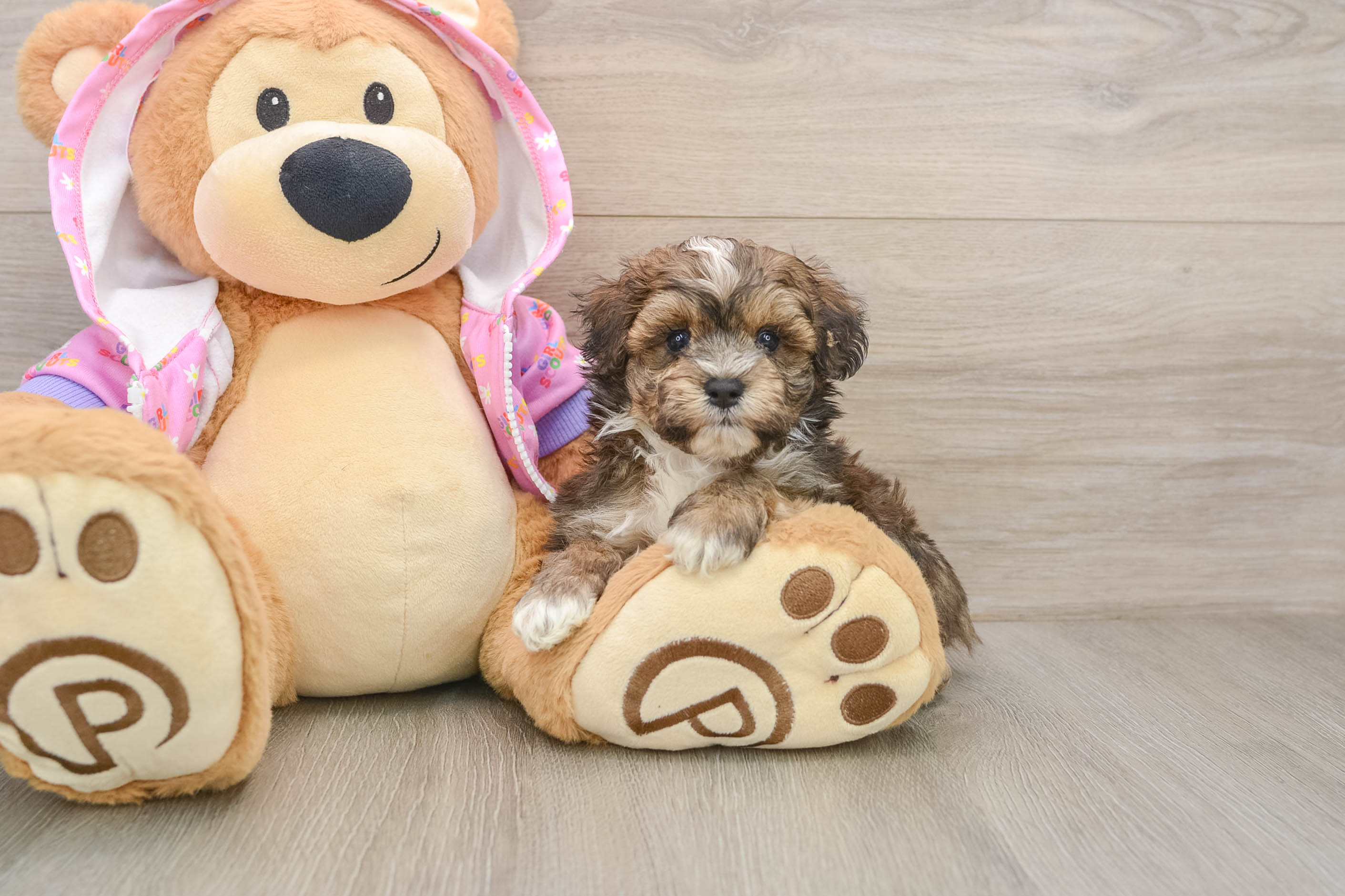 Petite Maltipoo Poodle Mix Pup