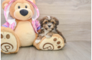 Petite Maltipoo Poodle Mix Pup