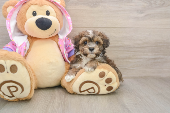 Petite Maltipoo Poodle Mix Pup