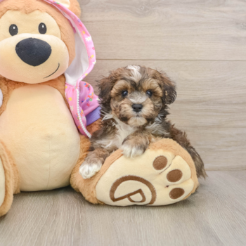 Petite Maltipoo Poodle Mix Pup