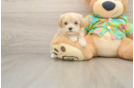 Friendly Maltipoo Baby