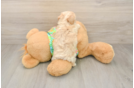 Smart Maltipoo Poodle Mix Pup
