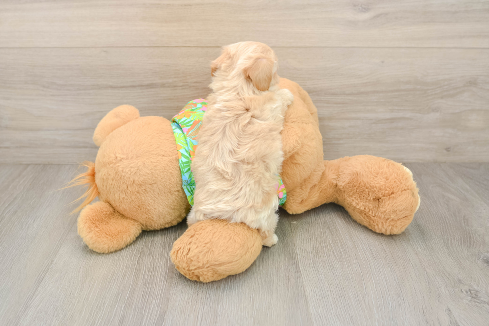 Smart Maltipoo Poodle Mix Pup