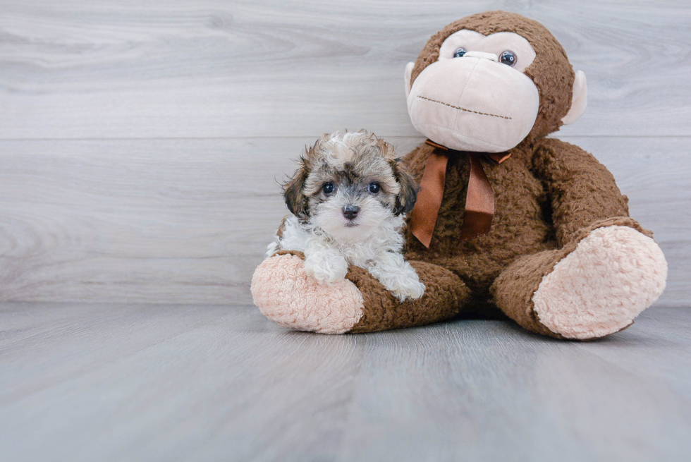 Maltipoo Pup Being Cute