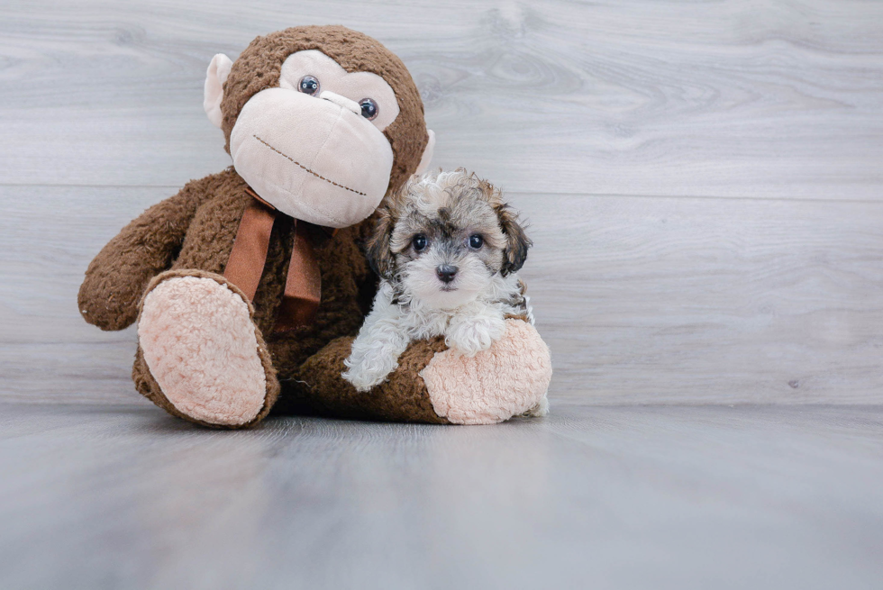 Popular Maltipoo Poodle Mix Pup