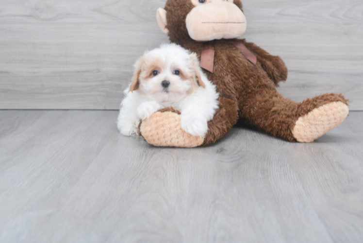 Maltipoo Puppy for Adoption