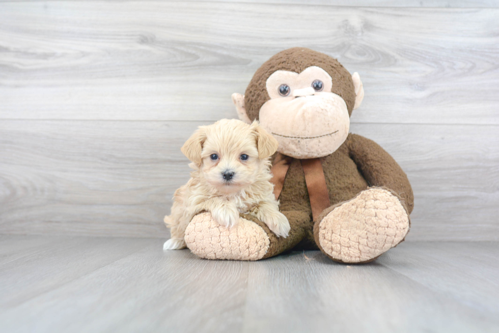 Maltipoo Puppy for Adoption