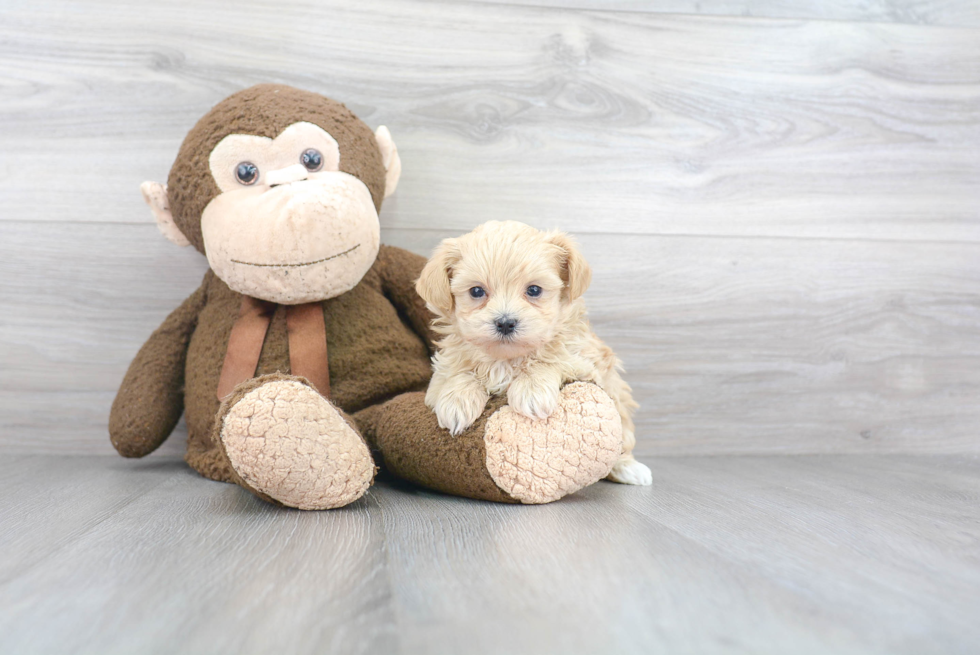 Fluffy Maltipoo Poodle Mix Pup