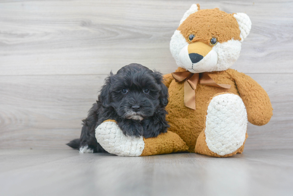 Playful Maltepoo Poodle Mix Puppy