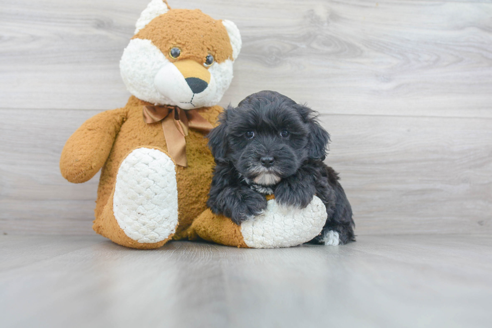 Maltipoo Puppy for Adoption