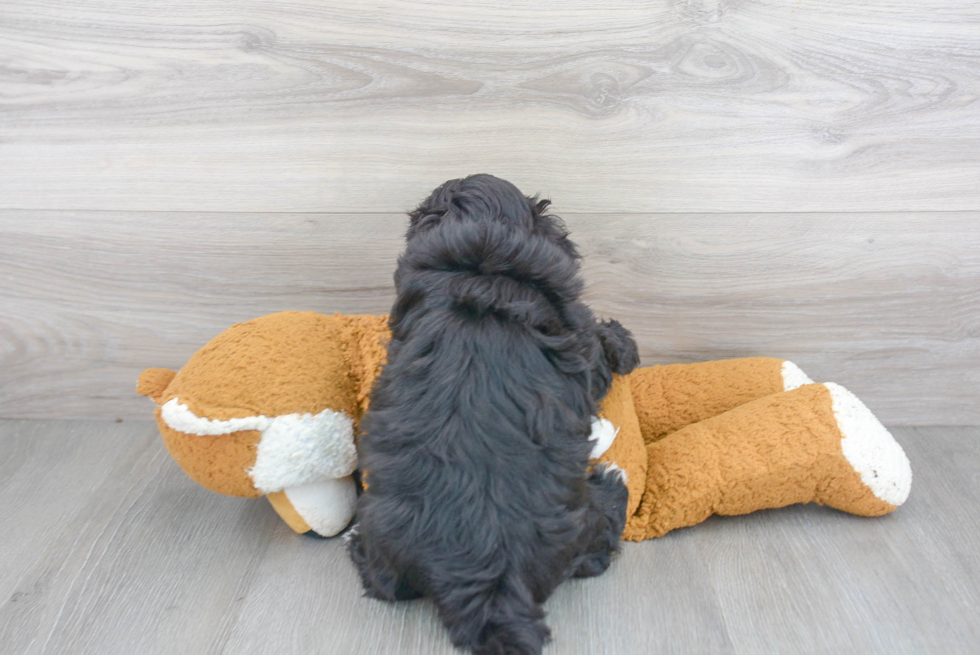 Sweet Maltipoo Baby