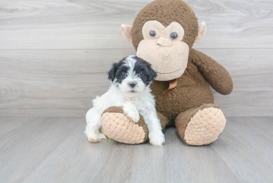 Maltipoo Puppy for Adoption