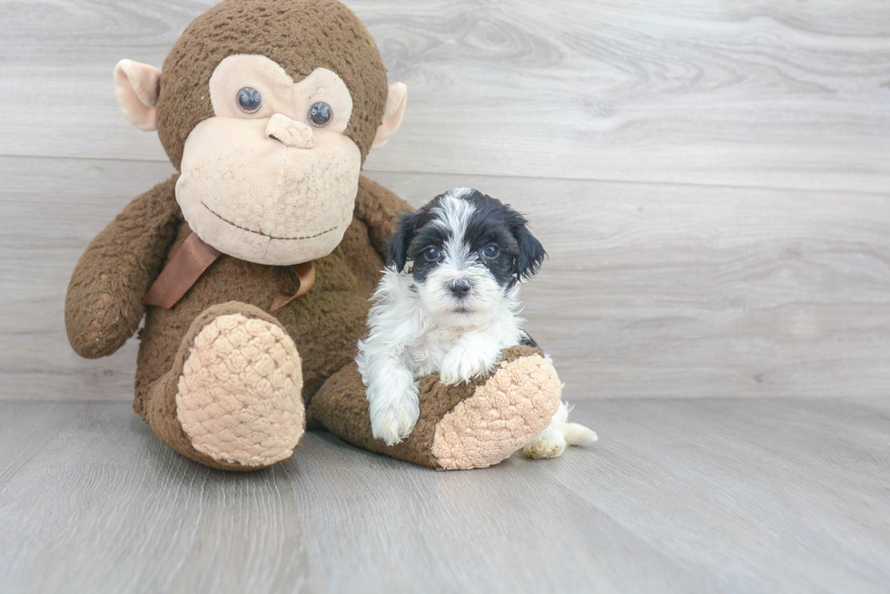 Fluffy Maltipoo Poodle Mix Pup