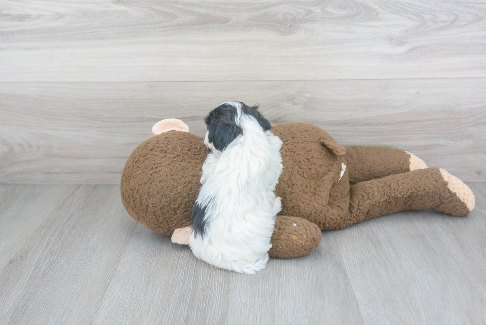 Maltipoo Puppy for Adoption