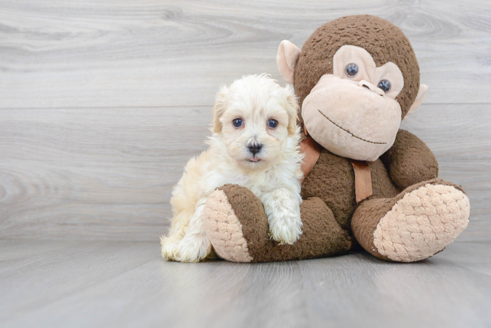 Cute Maltipoo Baby