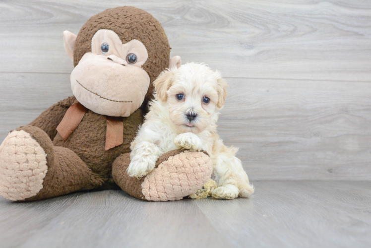 Maltipoo Pup Being Cute