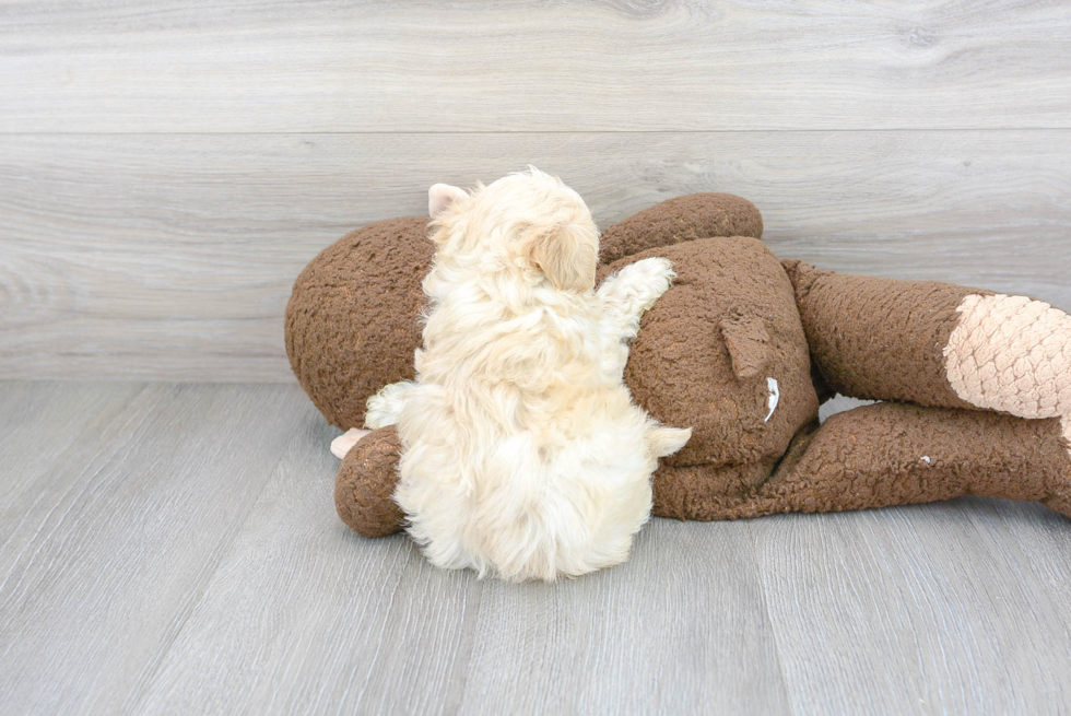 Petite Maltipoo Poodle Mix Pup