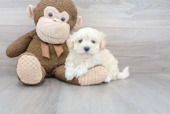 Cute Maltipoo Baby