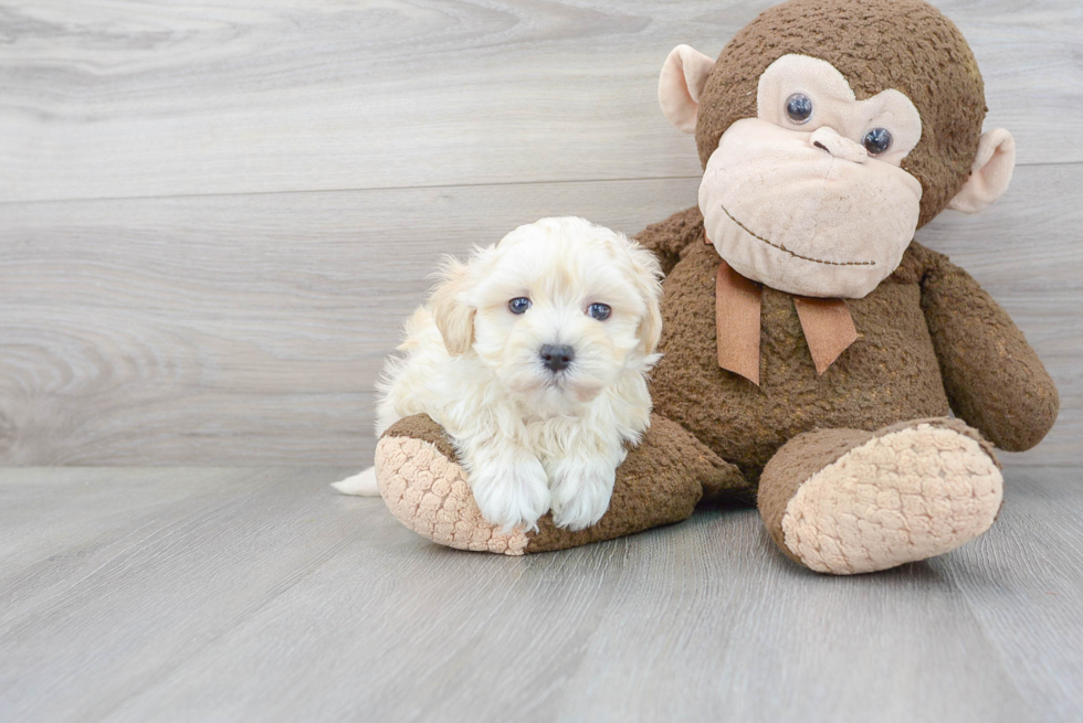 Maltipoo Puppy for Adoption